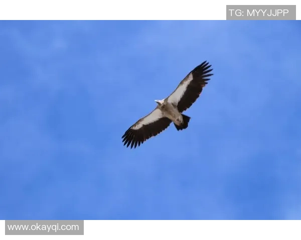 《翱翔天际的王者：探秘老鹰的生活习性与生存智慧》